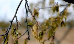 Bakanlıktan ÇKS üyelerine zirai don desteği! ÇKS üyesi nasıl olunur?