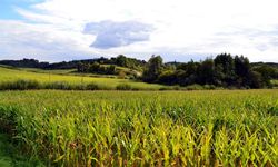 Kayseri'nin güzel yerindeki tarla devlet aracılığıyla bu nedenle ucuza satılacak