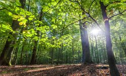 Duyunca çok şaşıracaksınız: Kayseri'nin yüzde kaçı orman?