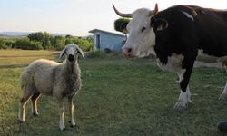 2025 hayvancılık destekleri için başvurular sürüyor: Son tarih açıklandı