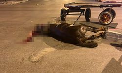 Adana'da başıboş at kavşaktaki araca çarptı! O anlar güvenlik kamerasına yansıdı