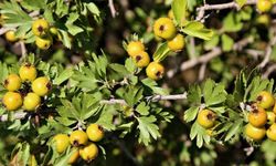 Küçük alanlarda dahi dikersiniz hemen büyüyecek üç bitki açıklandı