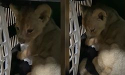 Türkiye’ye yasadışı yolla Afrika aslanı soktular!