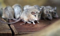 Kayseri’de fare alarmı! Uzmanlar iki kokuyu öneriyor