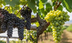 Kayseri asmasındaki o üzüm şampiyon! En sağlıklı üzüm açıklandı