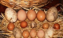 Kayseri’de üreticileri şaşırtan gerçek: En sağlıklı yumurta meğer buymuş!