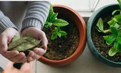 Kayseri'de bitki severlerin en büyük sırrı!