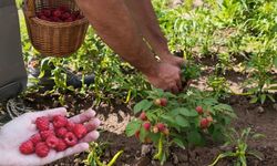 Kayserililer dikkat! Tarımda yeni yatırım dönemi: 12 ay hasat!