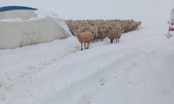 Yoğun kar yağışı sonucu çadır çöktü 8 koyun telef oldu