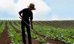 Kayserili çiftçilere müjde: Tarımda gelir kapısı bulundu!