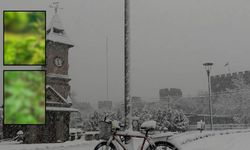 Kayseri’de kendiliğinden yetişiyor: Bu otun çorbası şifa saçıyor!