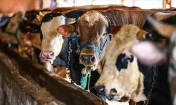 Kayseri'deki büyükbaş ve küçükbaş hayvan sayısı açıklandı