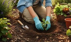 Bahçesi olan Kayserililer dikkat! Toprağa mucize etkisi yapan meyve bakın neymiş