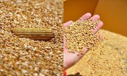 Arpa ve mısır ithalatında tarife kontenjanları belirlendi: TMO’dan açıklama!