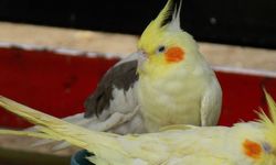 Papağan satışına yeni ruhsat şartı getirildi