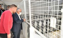 Pınarbaşı’na yeni açık hayvan barınağı geliyor