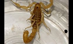 Aksaray’da Zehrinin litresi 10 Milyon Dolar olan Anadolu Sarı Akrebi yakalandı