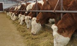 Şap Hastalığı hakkında bakanlık açıklama yayınladı!