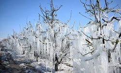 Tarım sigortası olmayan üreticilere destek ödemesi yapılacak!