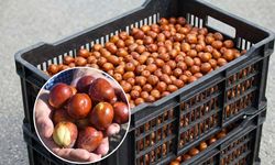 Kayseri’de sessiz sedasız yetişiyor: Bir kasesi stresi unutturuyor