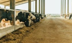 2025 Yılı 1. Dönem hayvancılık destekleri için son gün