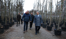 Kayseri yeşile doyacak! Belediye fidan değil, 20 yıllık ağaç dikiyor