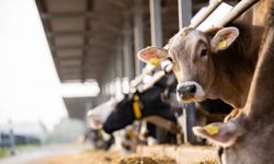 Kayseri’de hayvancılıkta yeni dönem: Resmi Gazete'de yayımlandı