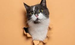 Evcil hayvan sahipleri dikkat: Bu temizlik ürünü zararlı olabilir