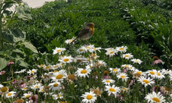 Kuşlar bu kokudan nefret ediyor! Kayseri’de bahçe sahipleri bu yöntemi konuşuyor