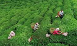 Türkiye’nin en bilinen çay markalarından biri el değiştirdi!
