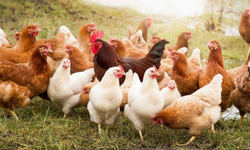 Kümes Hayvancılığında Ekim tablosu netleşti