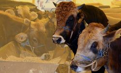 2026 besilik hayvan ithalatı başvuruları ne zaman başlayacak? Kayseri Tarım Orman İl Müdürlüğü duyurdu