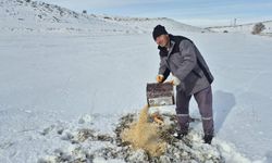 Bünyan’da sokak hayvanları için yem ve mama bırakıldı