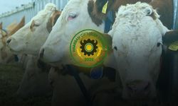 Besilik sığır ithalatı bugün başladı, Üyeler 3 bin TL ücreti haksız buldu