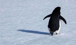 Kayıp penguen ‘’Buzullar bir yana, ticaret burada kaynıyor’’ deyip Kayseri’ye geldi