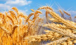 Kayserili çiftçiyi sevindiren haber! Kayseri İl Tarım destekleri açıkladı