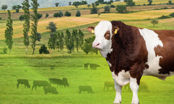 Kayseri İl Tarım’dan Duyuru:Karkas Desteği başvuruları başladı, şartlar neler?