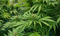 Kayseri’de kenevir üretimi serbestleşti, faydaları ve kullanım alanları neler?