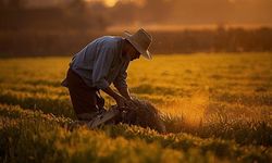 Kayseri'de çiftçiyi sevindiren haber: Tarım sigortalarında yeni dönem başladı!