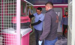 Sevimli Dost Ambulansı 2025 yılında binlerce sokak hayvanına yardım etti