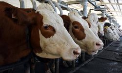 Süt sektöründe alarm: Toplanan inek sütünde sert düşüş yaşandı!