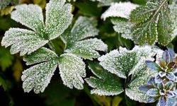 Tarımda don riski var mı? TARSİM harekete geçti prim desteği artırıldı