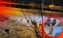 Kayseri'de Sokak Köpeği Saldırısı: Yaralanan kız hastaneye kaldırıldı