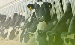 TÜİK Verileri açıklandı: Kayseri tarım ve hayvancılıkta bölgesel gücünü koruyor