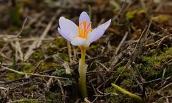 Baharın müjdecisi geliyor! İlk cemre ne zaman düşecek?