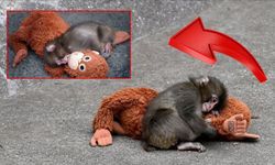 Dünyanın konuştuğu maymun Punch Türkiye’de satışa çıktı!