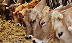 Kırmızı et piyasasında dengeler değişti: Kuzu eti fırladı, dana geri çekildi