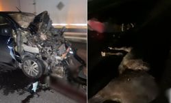 Kayseri İncesu yolunda gece yarısı kaza: Yola çıkan 3 at telef oldu!