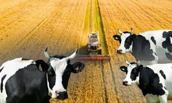 Kayseri tarımı alarm veriyor: TÜİK verileri ne anlatıyor?