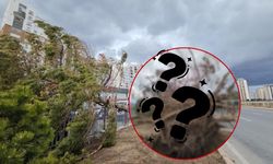 Kayseri'de şiddetli rüzgar ağacı kökünden söktü! Ekipler müdahale etti